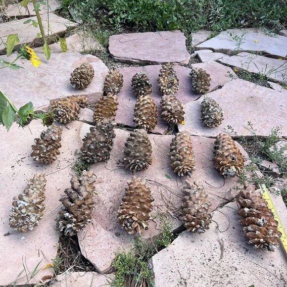 Lot of 20 Golden Giant Long Sugar Pine Cones 7"-9" Freshly Dropped Flagstaff, AZ - Picture 9 of 11
